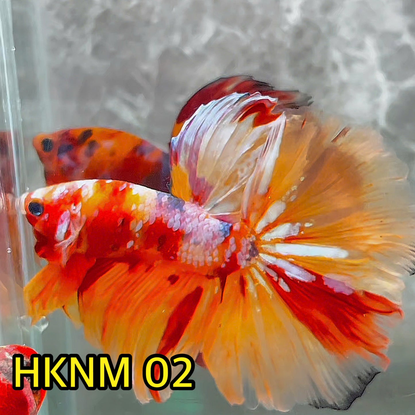 Nemo Halfmoon Male Betta Fish | Order Directly From Farm | You Pick Fish