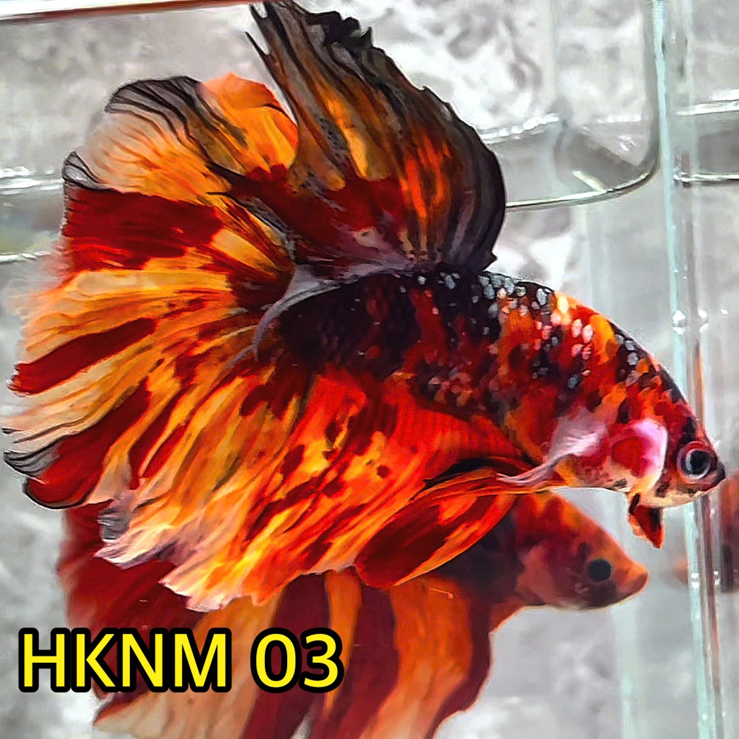 Nemo Halfmoon Male Betta Fish | Order Directly From Farm | You Pick Fish