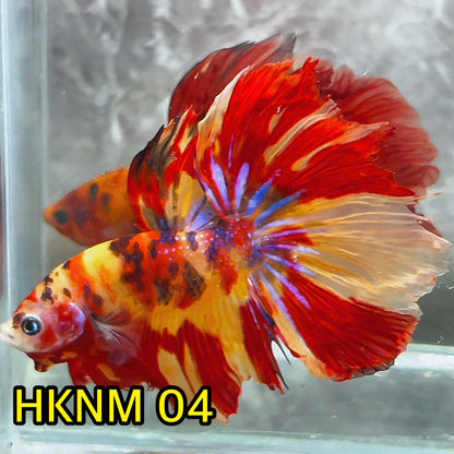 Nemo Halfmoon Male Betta Fish | Order Directly From Farm | You Pick Fish