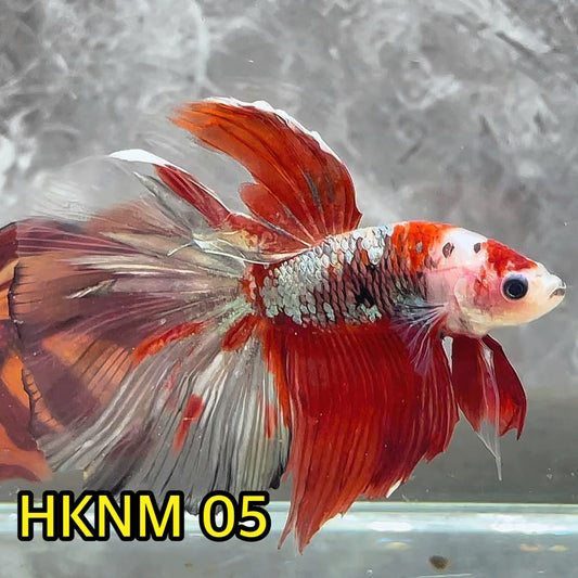 Nemo Halfmoon Male Betta Fish | Order Directly From Farm | You Pick Fish