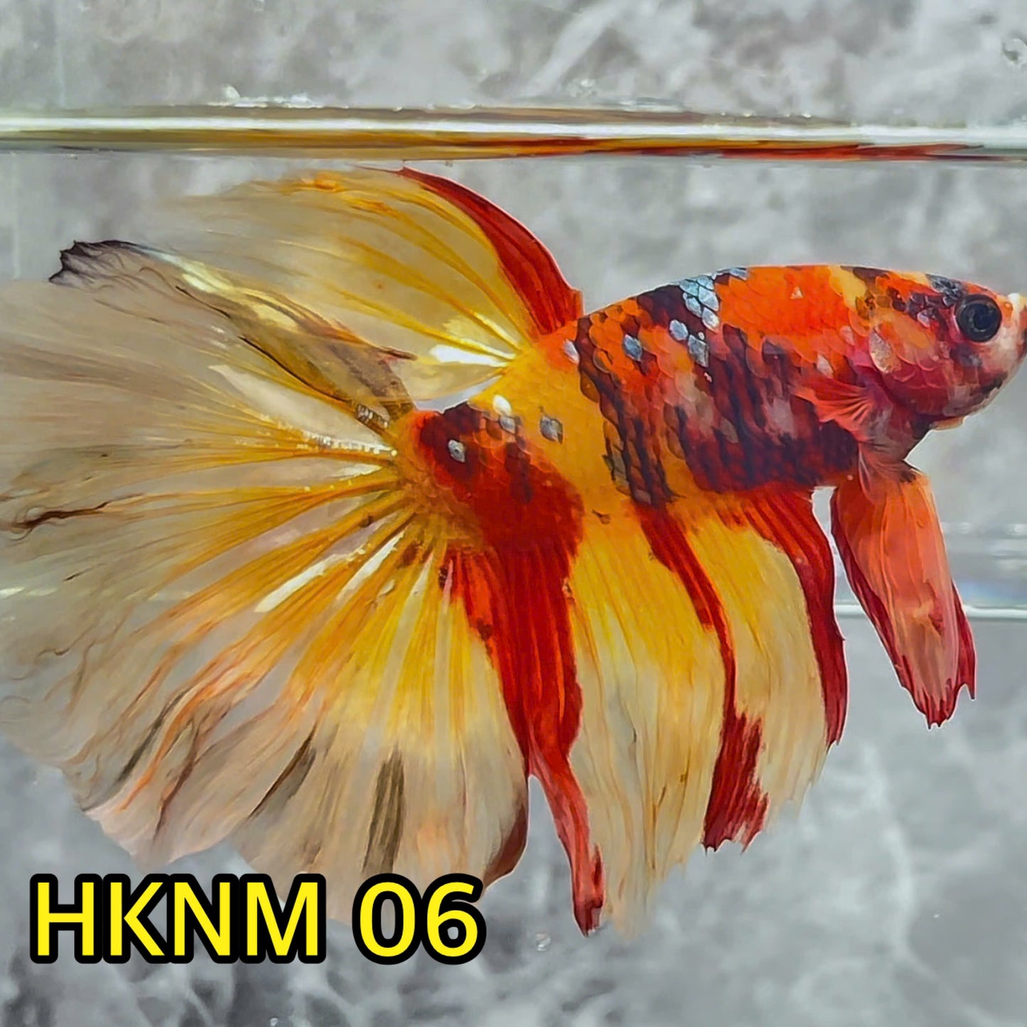 Nemo Halfmoon Male Betta Fish | Order Directly From Farm | You Pick Fish