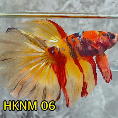 Nemo Halfmoon Male Betta Fish | Order Directly From Farm | You Pick Fish