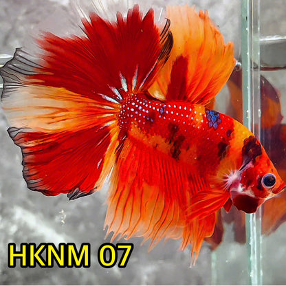 Nemo Halfmoon Male Betta Fish | Order Directly From Farm | You Pick Fish