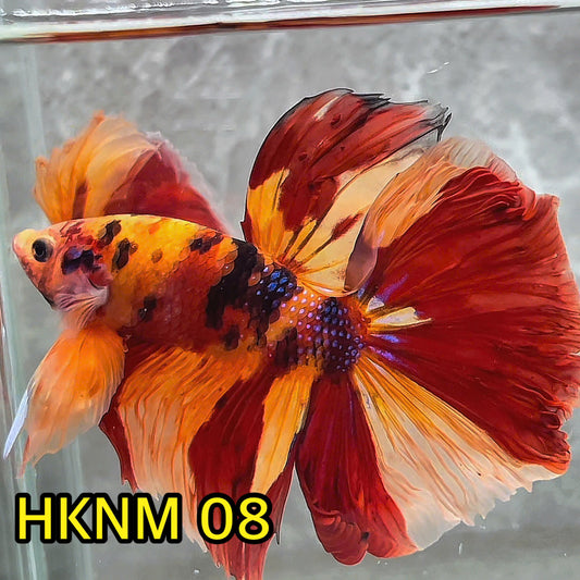 Nemo Halfmoon Male Betta Fish | Order Directly From Farm | You Pick Fish