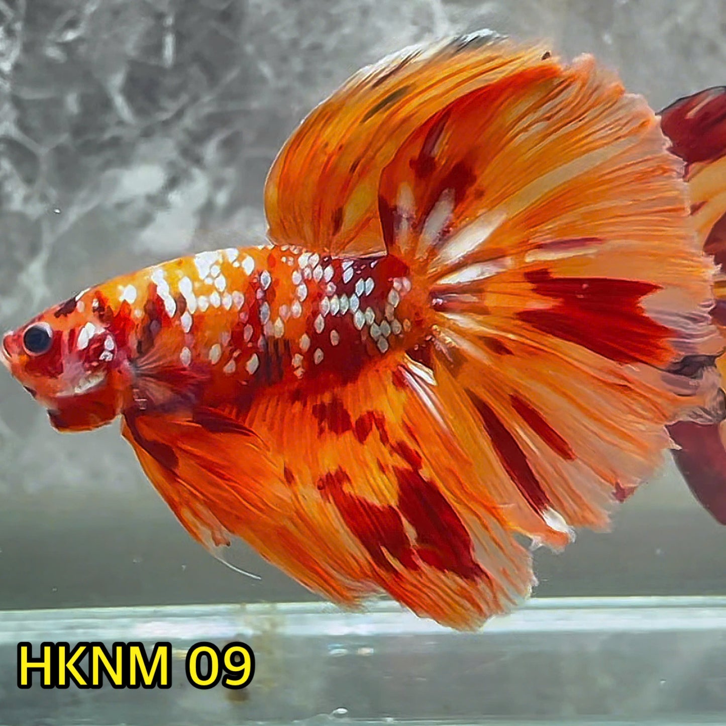 Nemo Halfmoon Male Betta Fish | Order Directly From Farm | You Pick Fish