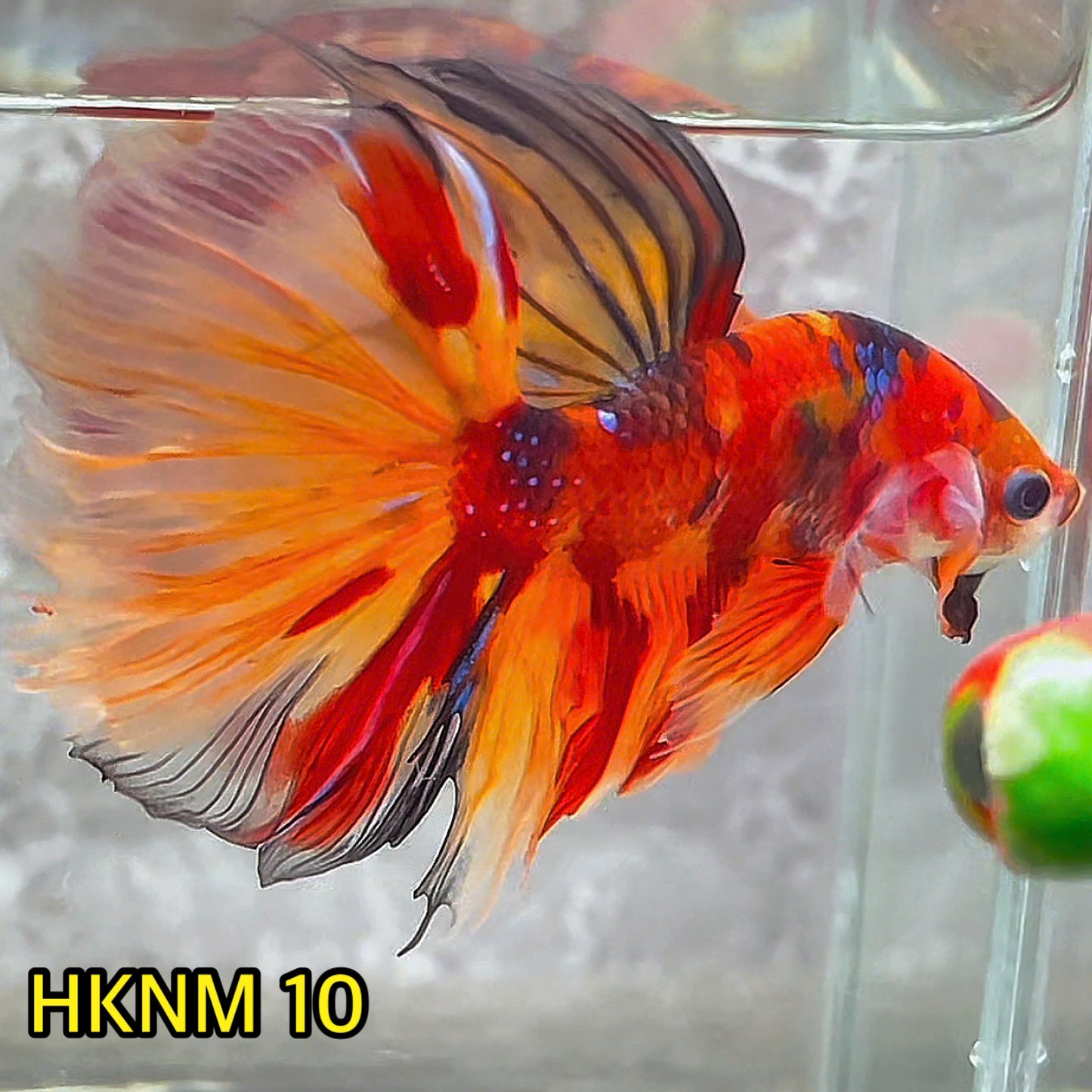 Nemo Halfmoon Male Betta Fish | Order Directly From Farm | You Pick Fish