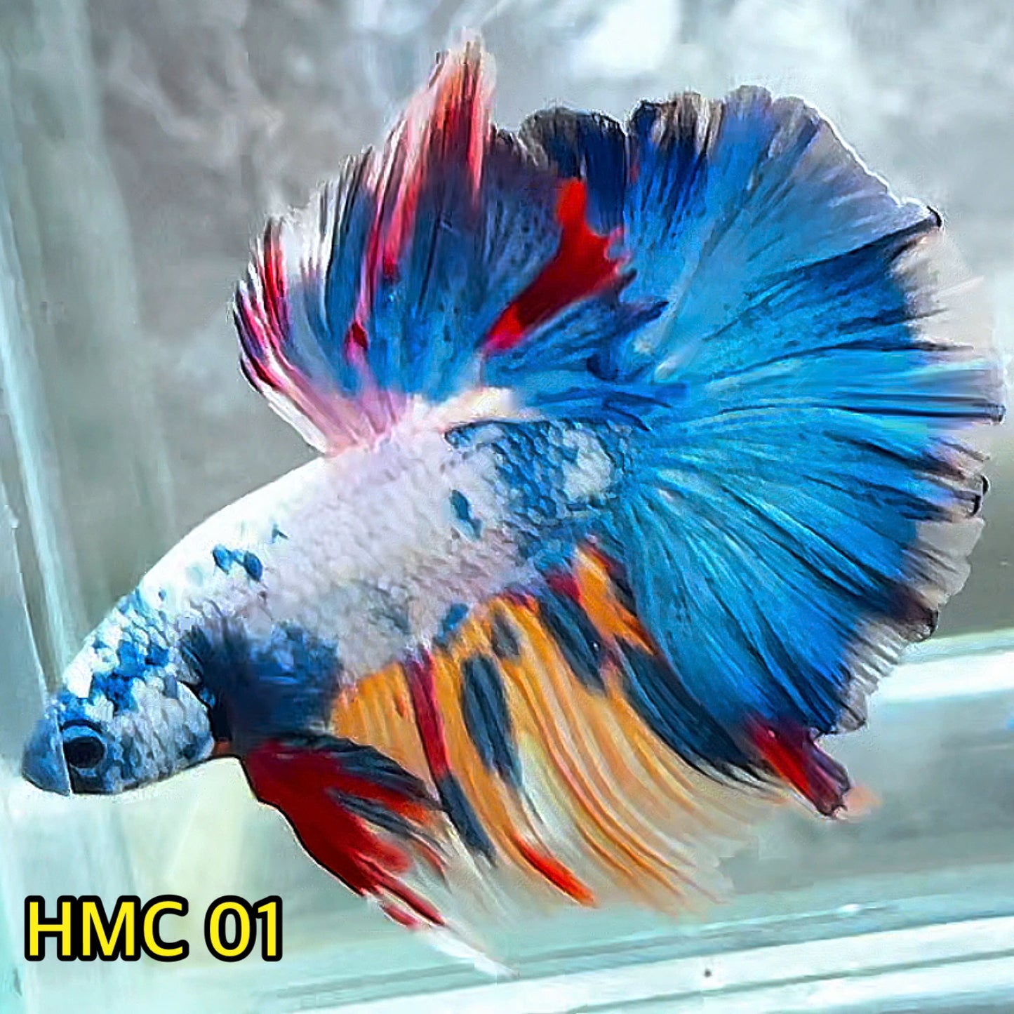 Multicolor Halfmoon Male Betta Fish | High Grade | Order Directly From Farm|  You Pick Fish |