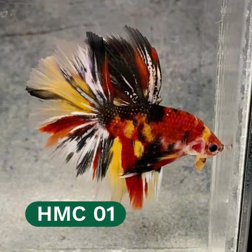 Multicolor Halfmoon Male Betta Fish | High Grade | Order Directly From Farm |  You Pick Fish |