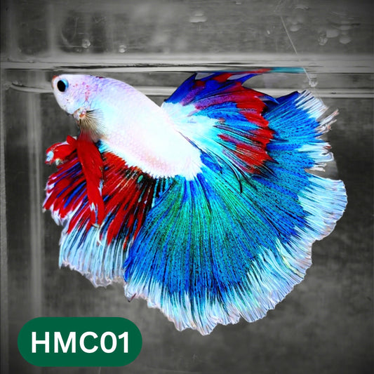 Multicolor Halfmoon Male Betta Fish | Order Directly From Farm | You Pick Fish