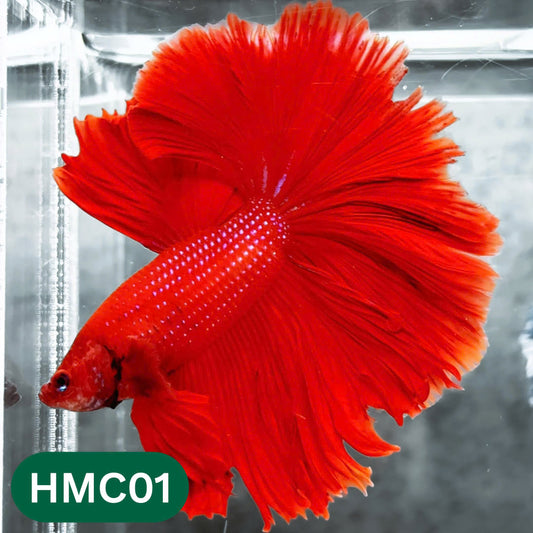 Multicolor Halfmoon Male Betta Fish | High Grade | Order Directly From Farm |  You Pick Fish |