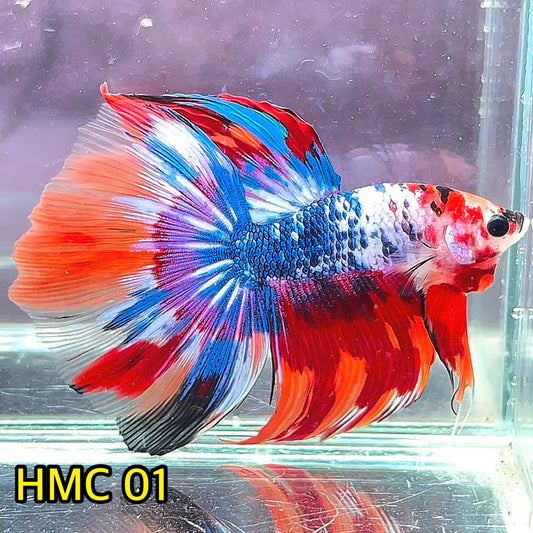 Multicolor Halfmoon Male Betta Fish | High Grade | Order Directly From Farm|  You Pick Fish |