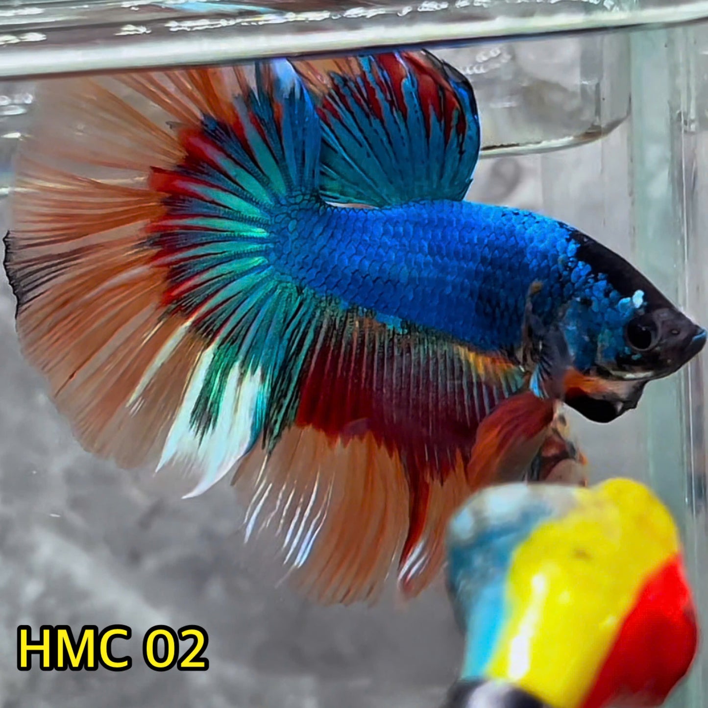 Multicolor Halfmoon Male Betta Fish | High Grade | Order Directly From Farm|  You Pick Fish |