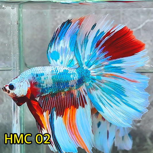 Multicolor Halfmoon Male Betta Fish | High Grade | Order Directly From Farm|  You Pick Fish |