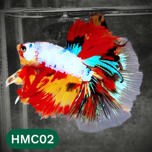 Multicolor Halfmoon Male Betta Fish | Order Directly From Farm | You Pick Fish