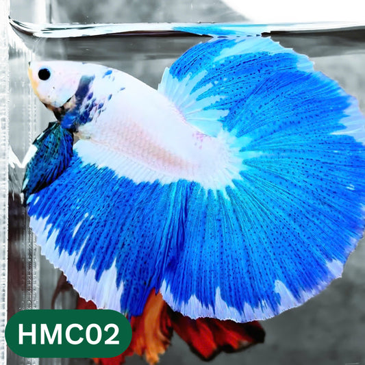 Multicolor Halfmoon Male Betta Fish | High Grade | Order Directly From Farm |  You Pick Fish |