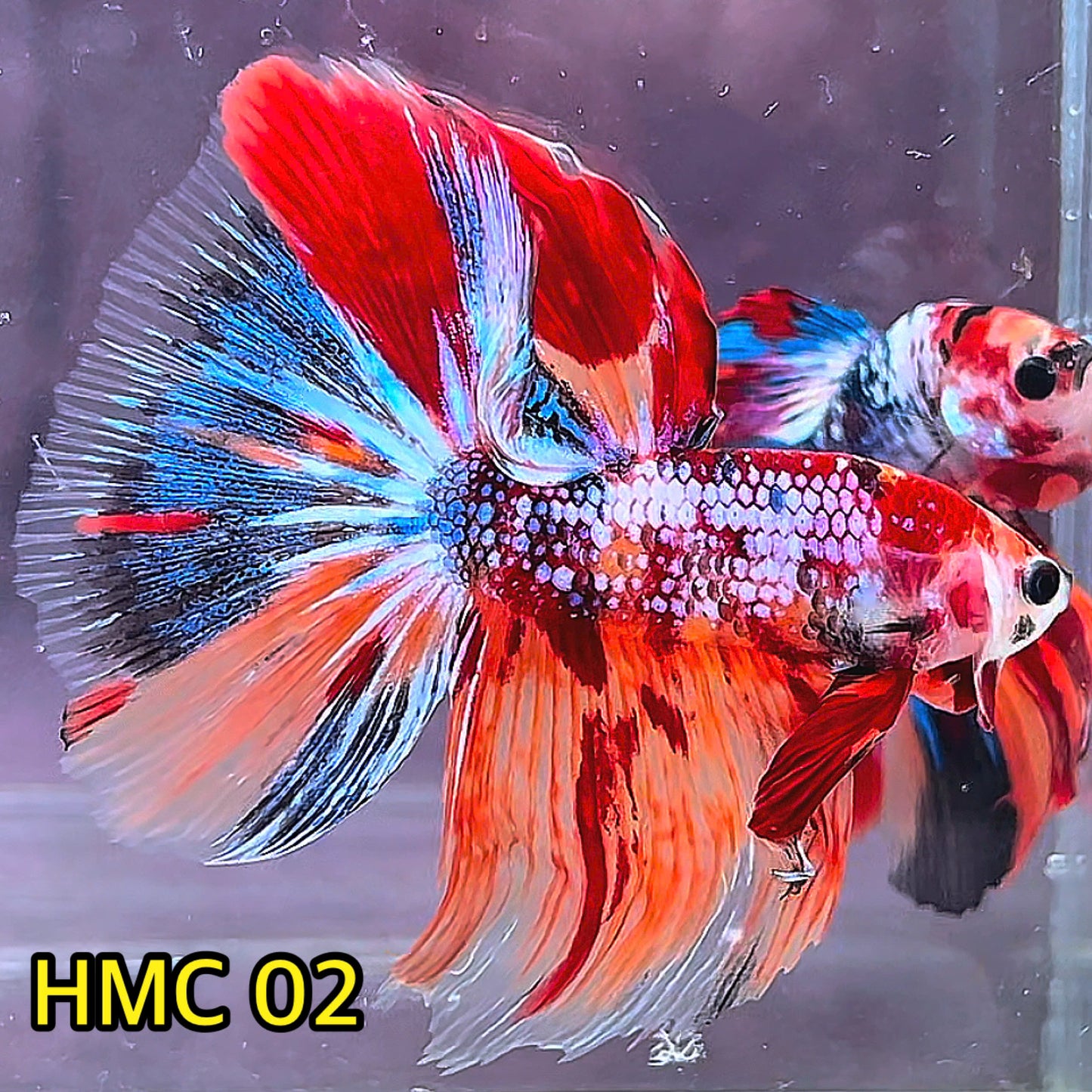 Multicolor Halfmoon Male Betta Fish | High Grade | Order Directly From Farm|  You Pick Fish |