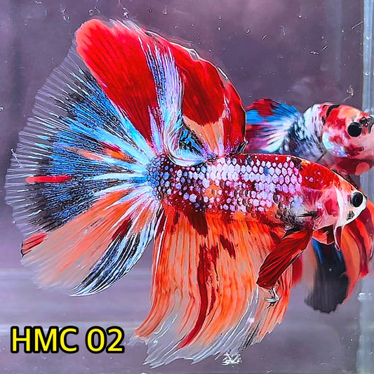 Multicolor Halfmoon Male Betta Fish | High Grade | Order Directly From Farm|  You Pick Fish |