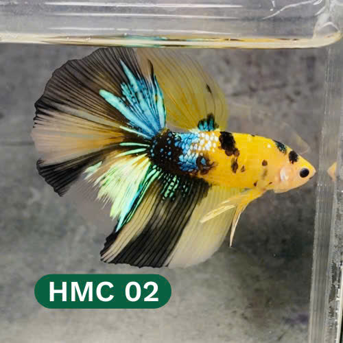 Multicolor Halfmoon Male Betta Fish | High Grade | Order Directly From Farm |  You Pick Fish |