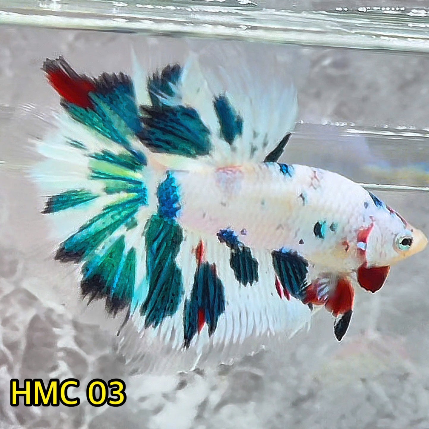 Multicolor Halfmoon Male Betta Fish | High Grade | Order Directly From Farm|  You Pick Fish |