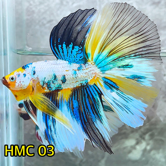 Multicolor Halfmoon Male Betta Fish | High Grade | Order Directly From Farm|  You Pick Fish |