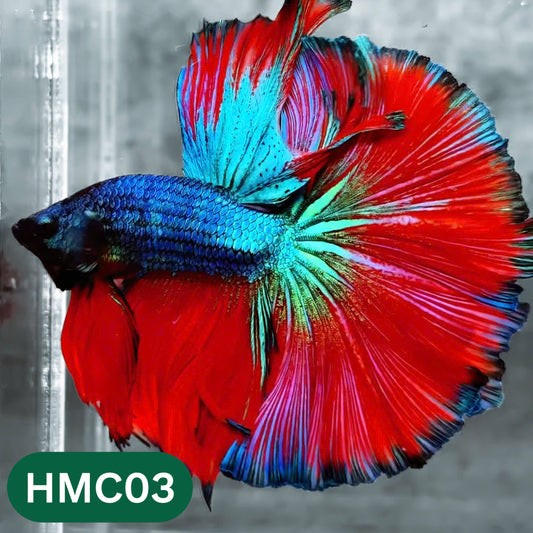 Multicolor Halfmoon Male Betta Fish | High Grade | Order Directly From Farm |  You Pick Fish |