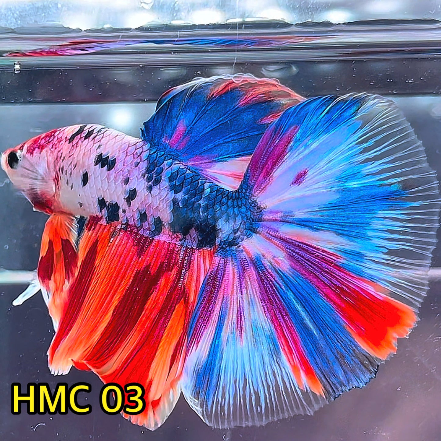 Multicolor Halfmoon Male Betta Fish | High Grade | Order Directly From Farm|  You Pick Fish |