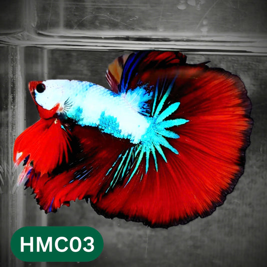 Multicolor Halfmoon Male Betta Fish | Order Directly From Farm | You Pick Fish