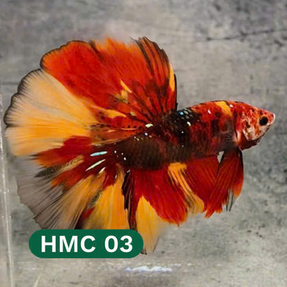 Multicolor Halfmoon Male Betta Fish | High Grade | Order Directly From Farm |  You Pick Fish |