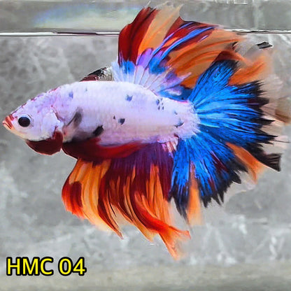 Multicolor Halfmoon Male Betta Fish | High Grade | Order Directly From Farm|  You Pick Fish |