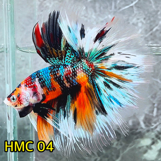 Multicolor Halfmoon Male Betta Fish | High Grade | Order Directly From Farm|  You Pick Fish |