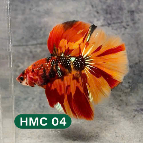 Multicolor Halfmoon Male Betta Fish | High Grade | Order Directly From Farm |  You Pick Fish |