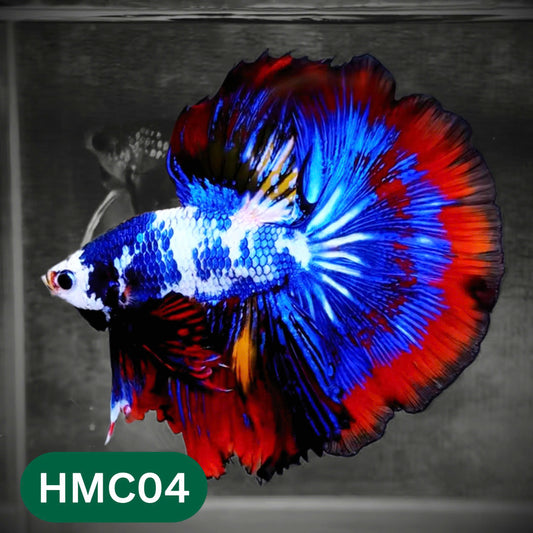 Multicolor Halfmoon Male Betta Fish | Order Directly From Farm | You Pick Fish