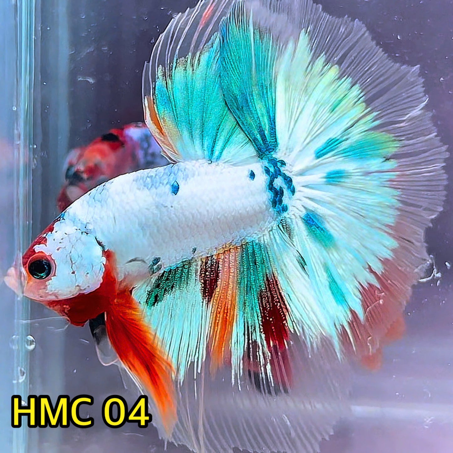 Multicolor Halfmoon Male Betta Fish | High Grade | Order Directly From Farm|  You Pick Fish |