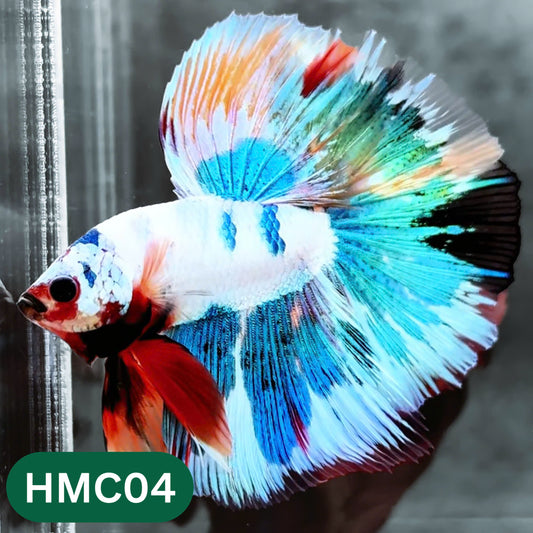 Multicolor Halfmoon Male Betta Fish | High Grade | Order Directly From Farm |  You Pick Fish |