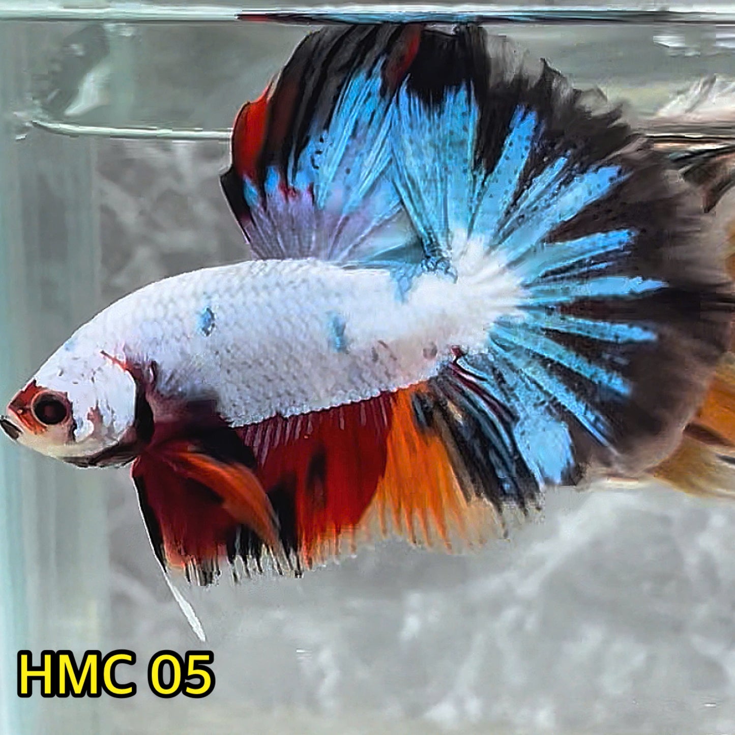 Multicolor Halfmoon Male Betta Fish | High Grade | Order Directly From Farm|  You Pick Fish |