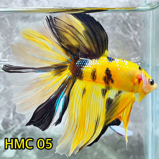 Multicolor Halfmoon Male Betta Fish | High Grade | Order Directly From Farm|  You Pick Fish |