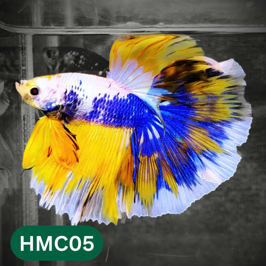 Multicolor Halfmoon Male Betta Fish | Order Directly From Farm | You Pick Fish