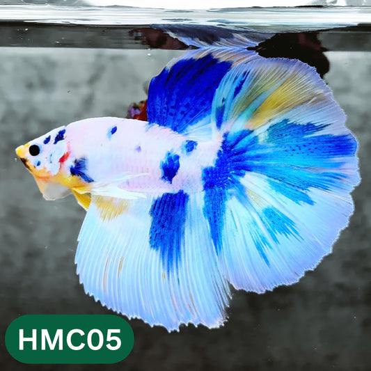Multicolor Halfmoon Male Betta Fish | High Grade | Order Directly From Farm |  You Pick Fish |