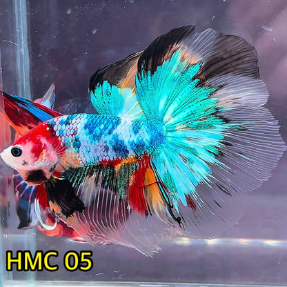 Multicolor Halfmoon Male Betta Fish | High Grade | Order Directly From Farm|  You Pick Fish |