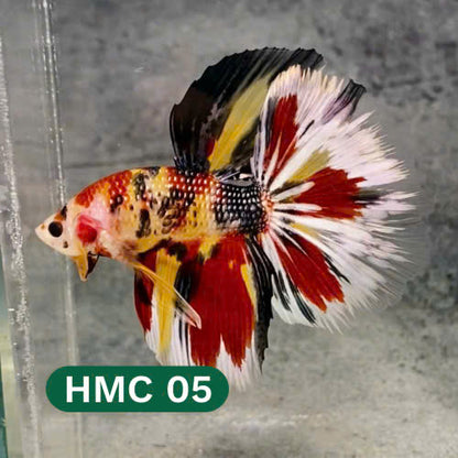 Multicolor Halfmoon Male Betta Fish | High Grade | Order Directly From Farm |  You Pick Fish |