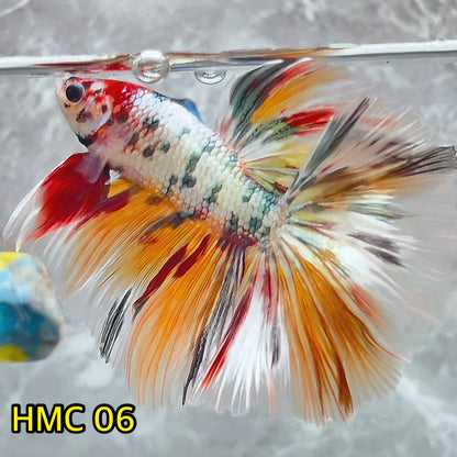 Multicolor Halfmoon Male Betta Fish | High Grade | Order Directly From Farm|  You Pick Fish |