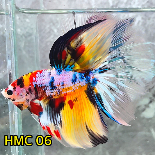 Multicolor Halfmoon Male Betta Fish | High Grade | Order Directly From Farm|  You Pick Fish |