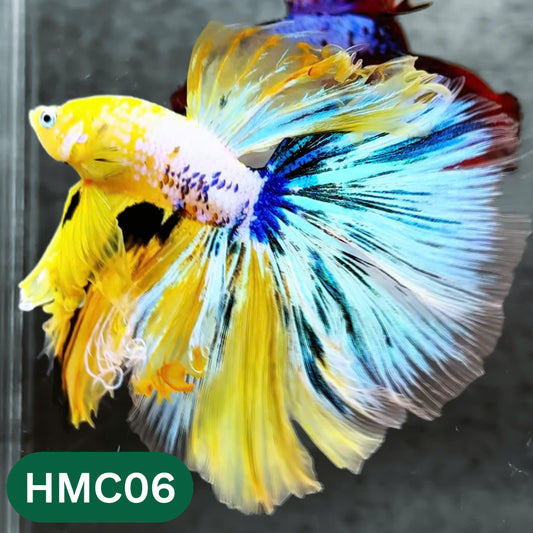 Multicolor Halfmoon Male Betta Fish | High Grade | Order Directly From Farm |  You Pick Fish |