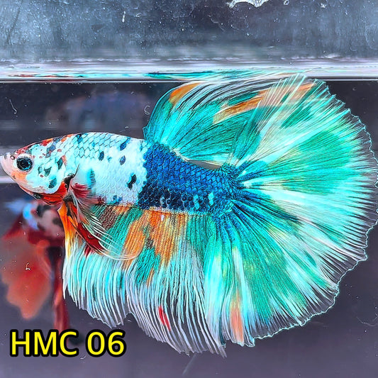 Multicolor Halfmoon Male Betta Fish | High Grade | Order Directly From Farm|  You Pick Fish |