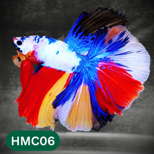 Multicolor Halfmoon Male Betta Fish | Order Directly From Farm | You Pick Fish