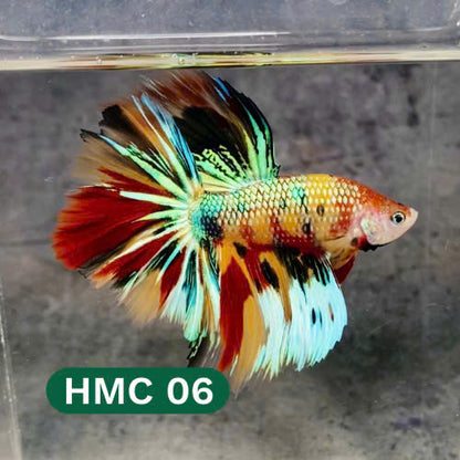 Multicolor Halfmoon Male Betta Fish | High Grade | Order Directly From Farm |  You Pick Fish |