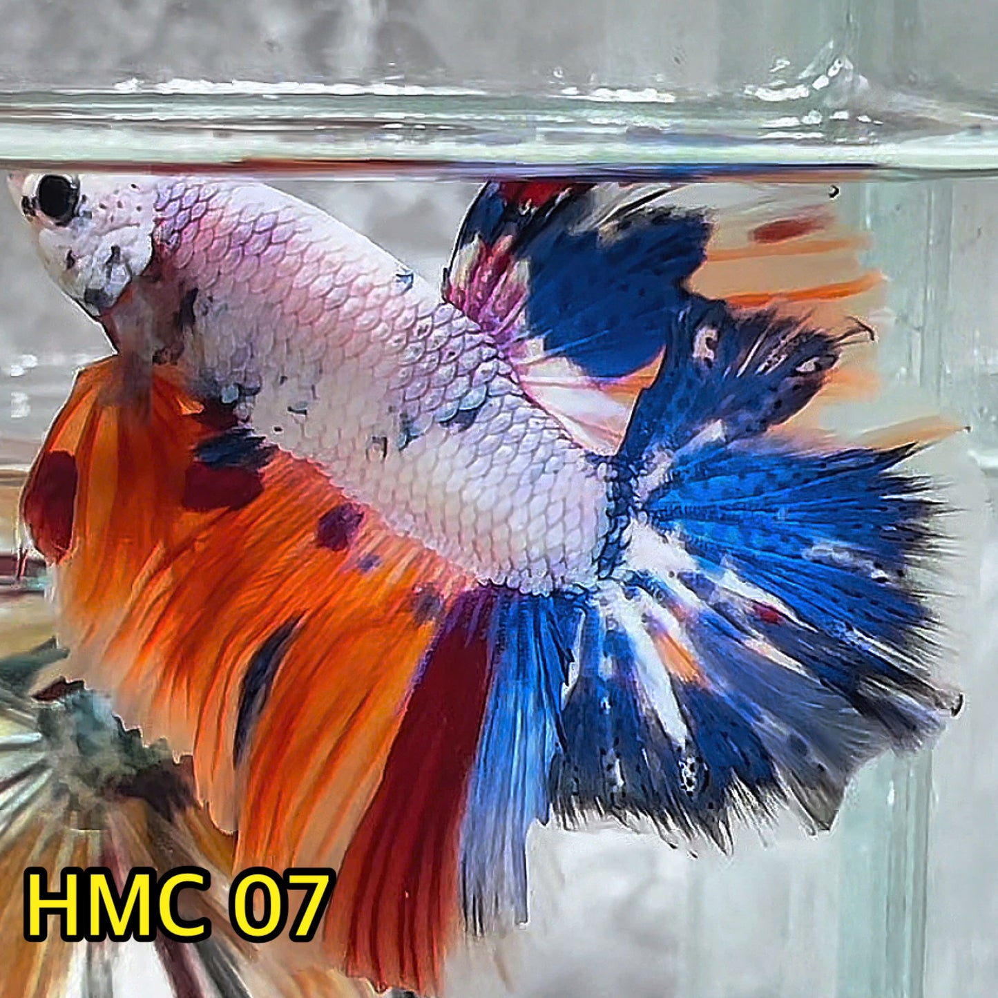 Multicolor Halfmoon Male Betta Fish | High Grade | Order Directly From Farm|  You Pick Fish |