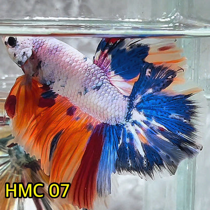 Multicolor Halfmoon Male Betta Fish | High Grade | Order Directly From Farm|  You Pick Fish |