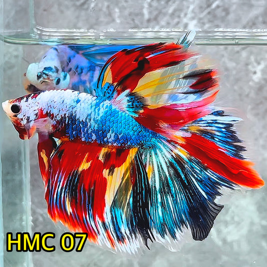 Multicolor Halfmoon Male Betta Fish | High Grade | Order Directly From Farm|  You Pick Fish |