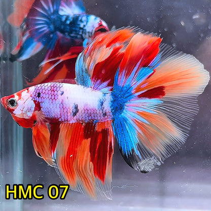 Multicolor Halfmoon Male Betta Fish | High Grade | Order Directly From Farm|  You Pick Fish |